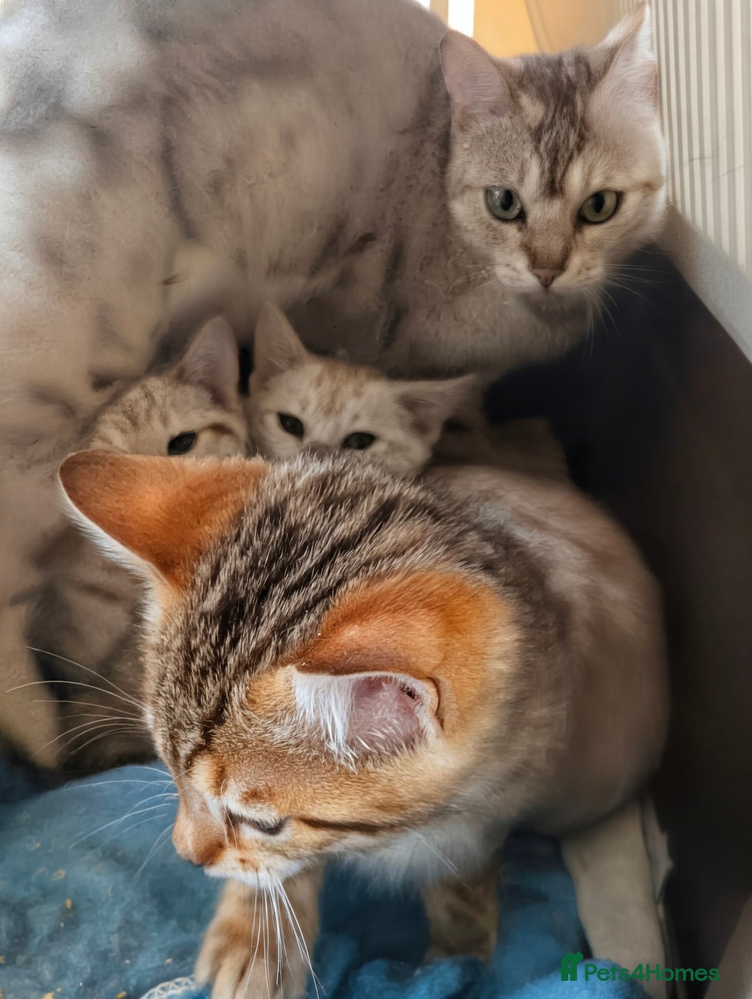 Bengal cats for sale: Bengal Kittens Purebreed Ready to Leave - Advert 2
