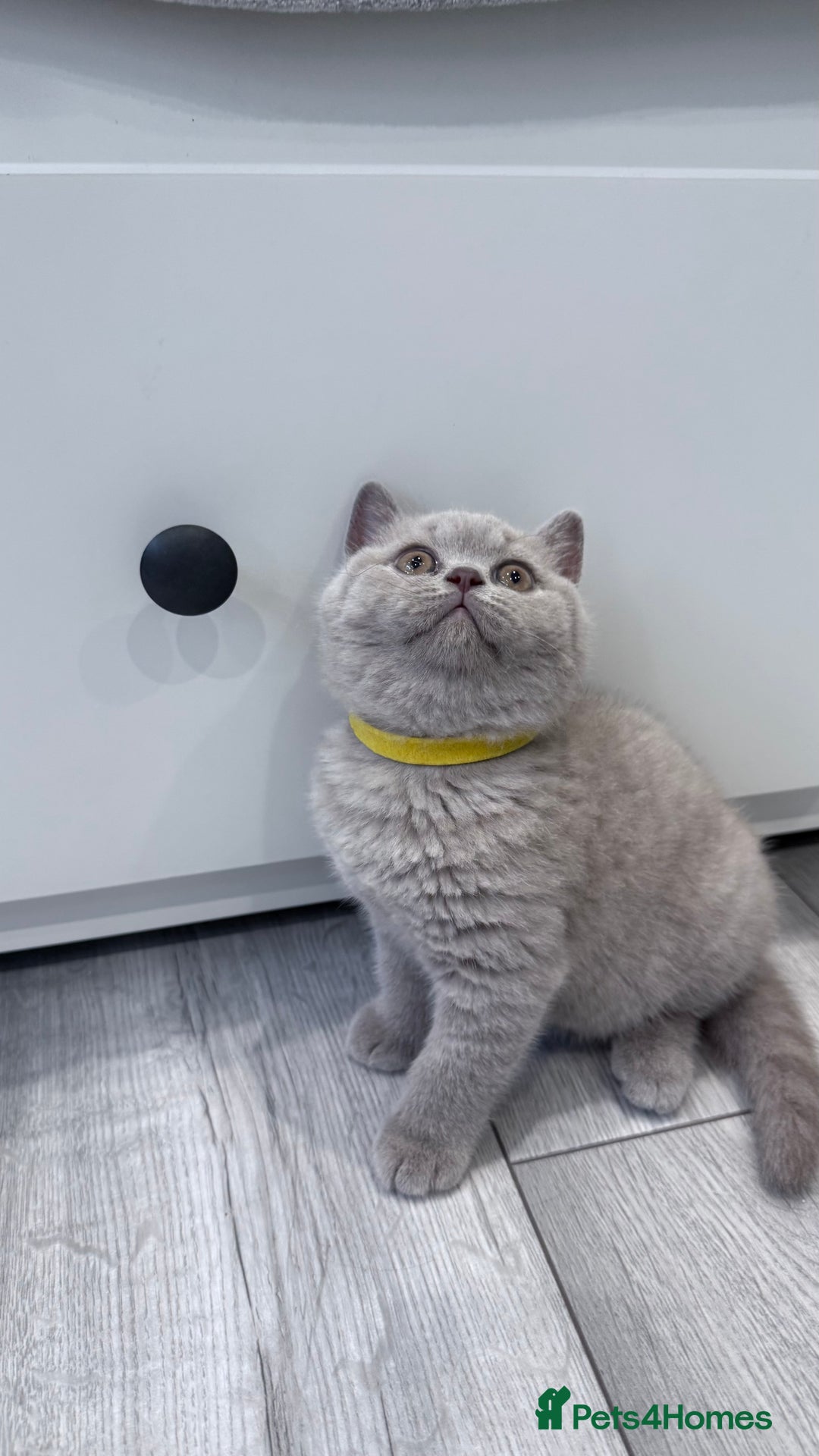 British Shorthair cats for sale: 5 beautiful BSH kittens - Image 11