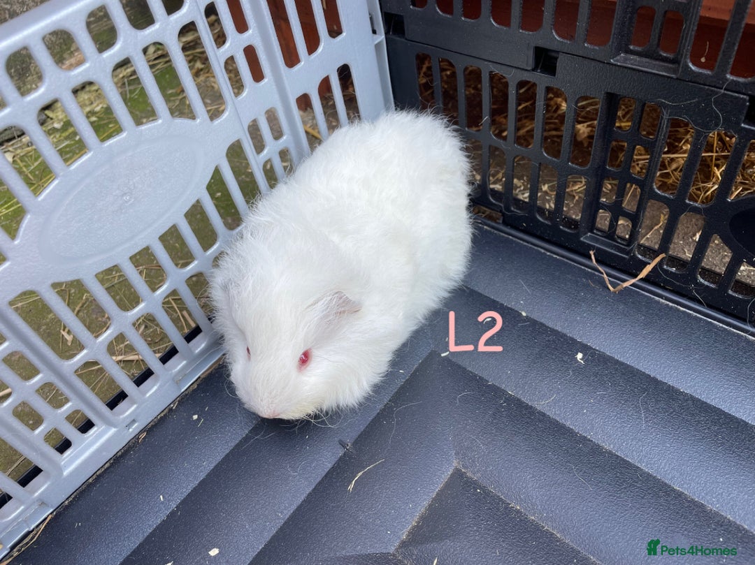 Guinea Pig rodents for sale: Baby guinea pigs for sale, various breeds - Image 3