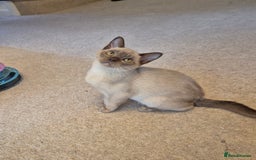 Burmese cats for sale: Gorgeous Pedigree Female Burmese Kittens - Image 10