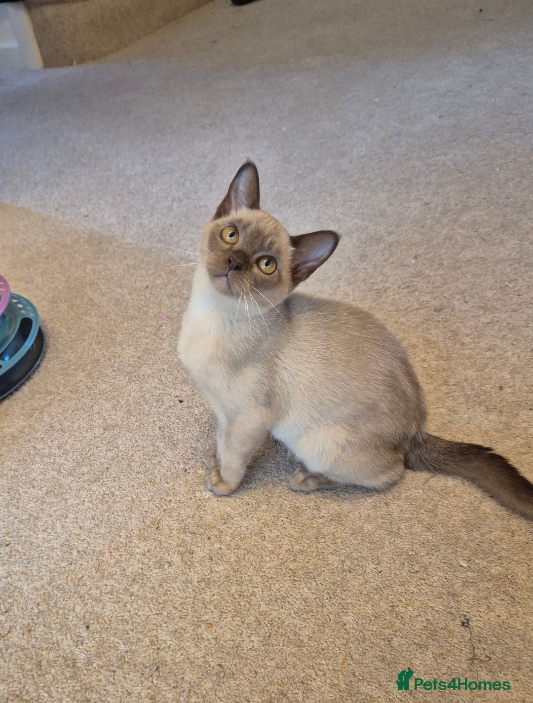 Burmese cats for sale: Gorgeous Pedigree Female Burmese Kittens - Image 10