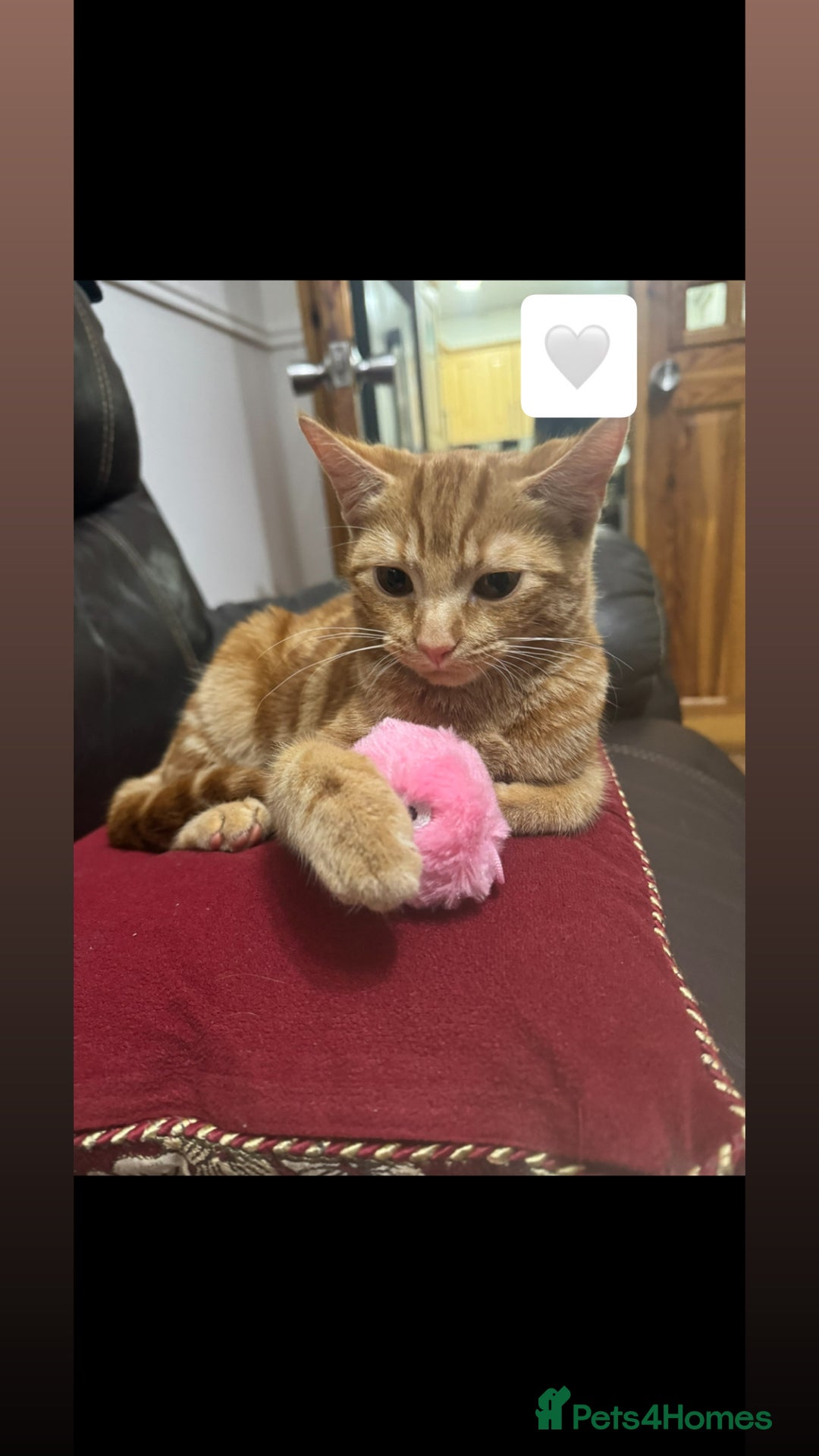 Domestic Shorthair cats for sale: Loving 1yr old Female Cat Looking for a New Home - Advert 2