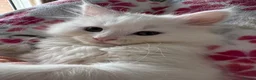 Munchkin cats for sale: Munchkin girls - Advert 16
