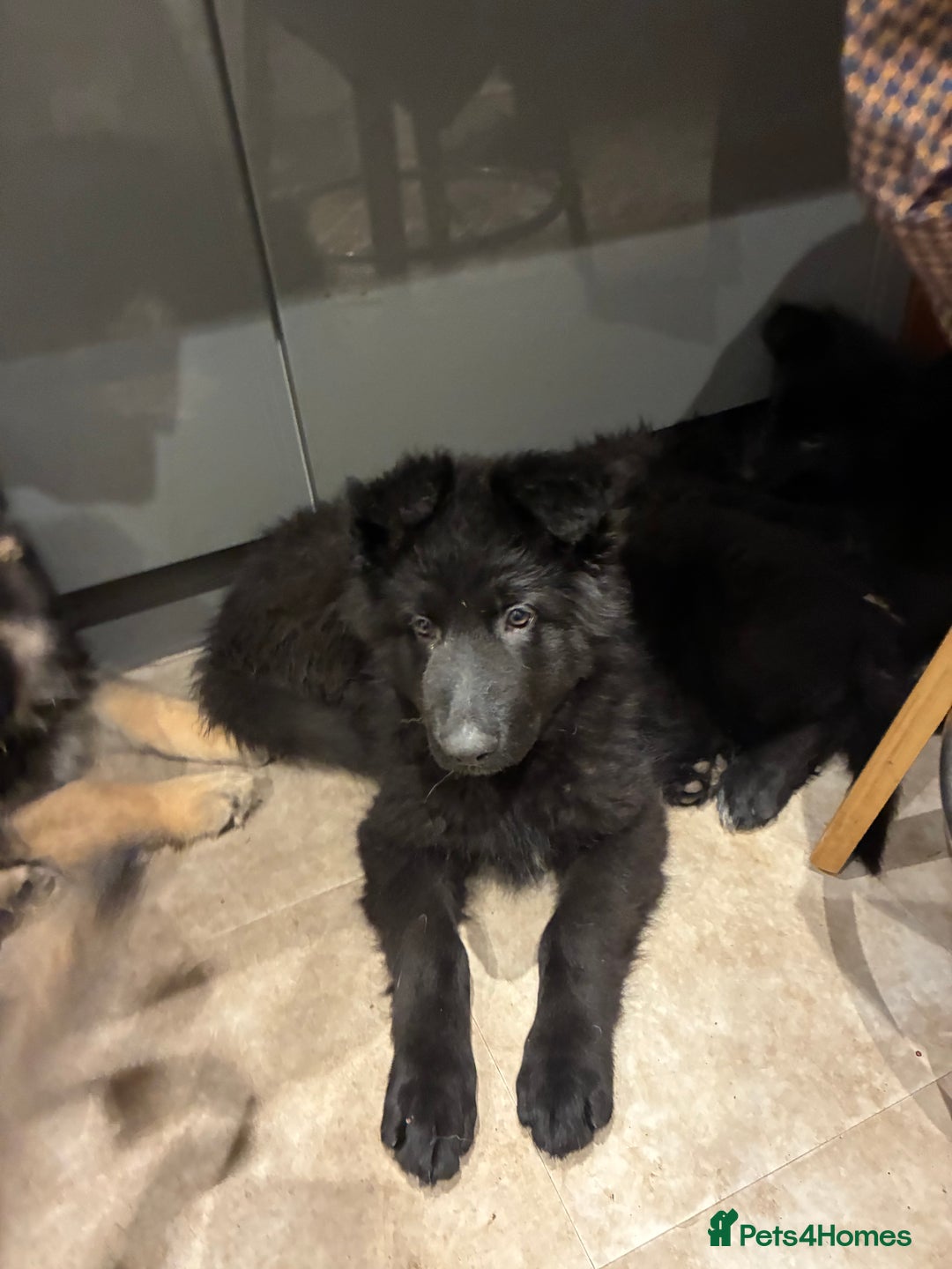 German Shepherd dogs for sale: Straight Back German Shepherd Pups -Ready to leave - Advert 19