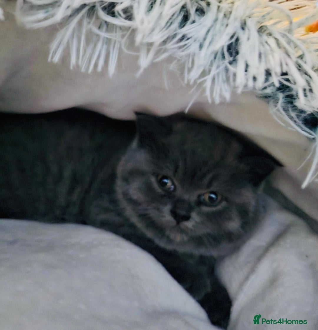 British Shorthair cats for sale: British shorthairs  - Advert 13