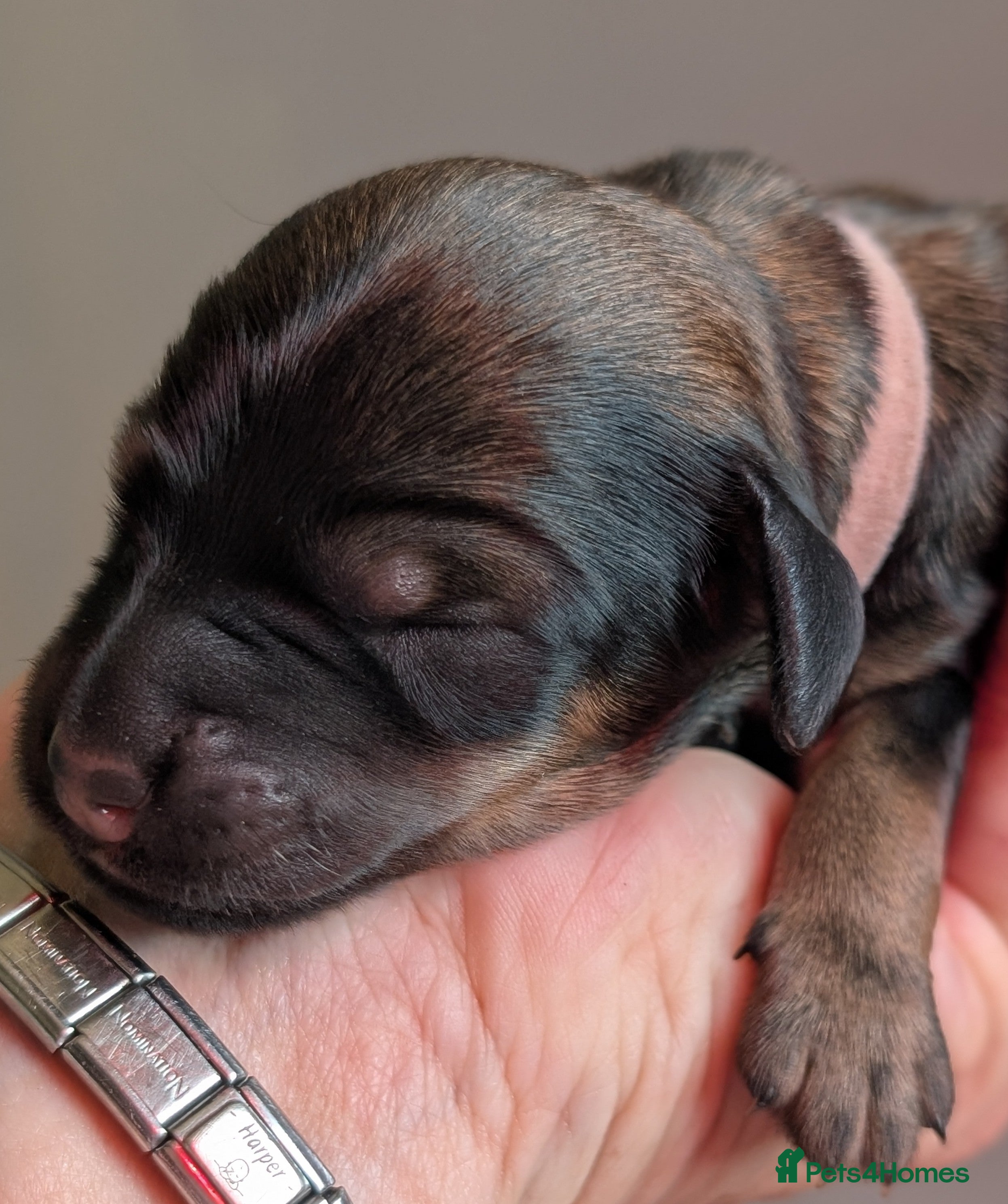 Mixed Breed dogs Rottweiler x standard poodle Rottle F1b - Advert 2