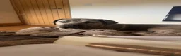 Cane Corso dogs for sale: 9 month old Cane Corso in Launceston - Advert 4