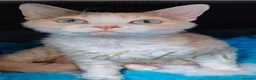 Devon Rex cats for sale: Lovely Longhaired Devon Rex  - Advert 5