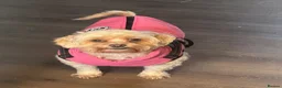 Shihpoo dogs for sale: Nearly 4 year old Shihpoo Lola.  - Advert 5
