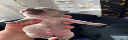 Chihuahua dogs for sale: Chihuahua puppies 3 💙Ánd 2🩷 - Advert 13
