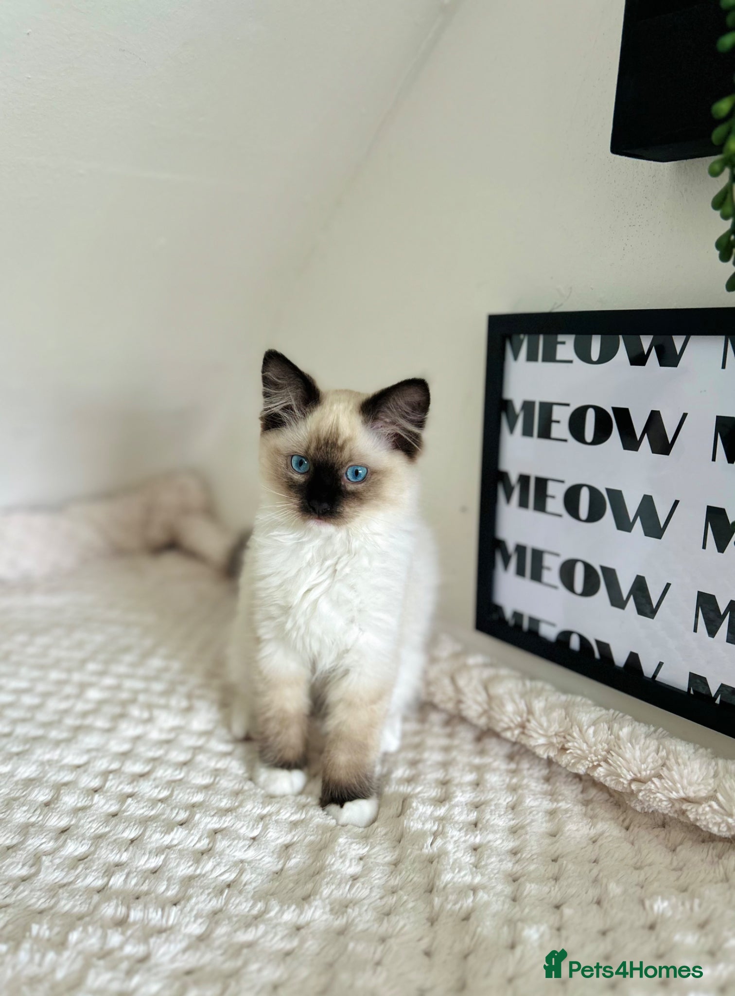 Ragdoll cats Boy chocolate ragdoll  - Advert 2
