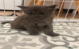 Maine Coon cats for sale: TICA Registered Maine Coon Kittens - Image 8