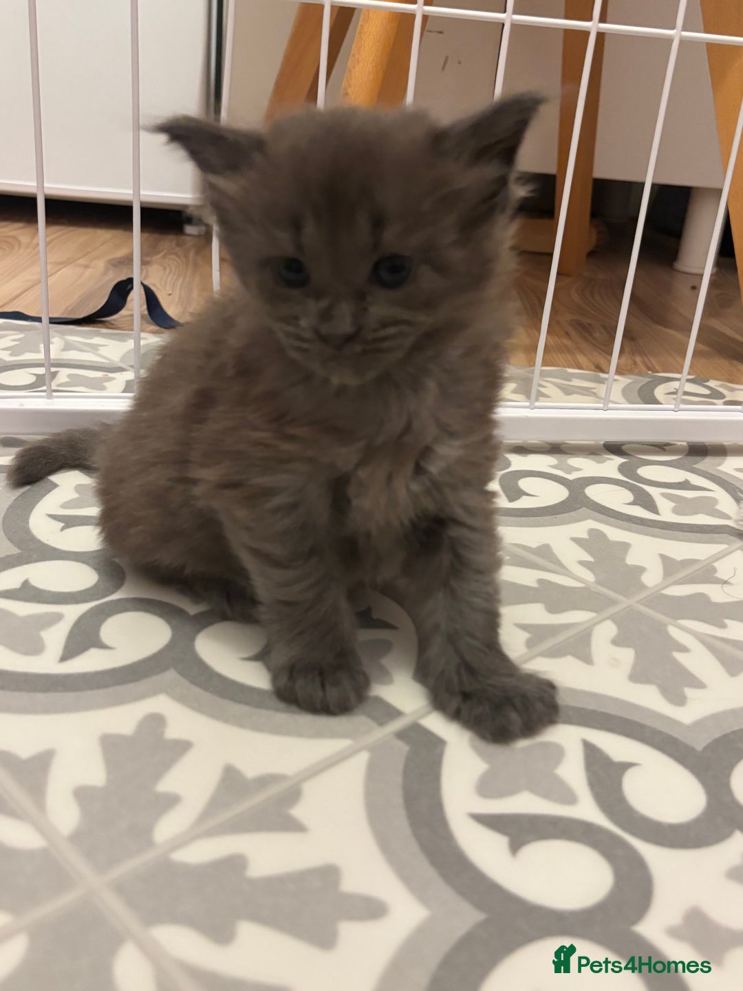 Maine Coon cats for sale: TICA Registered Maine Coon Kittens - Image 8