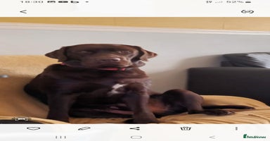Labrador Retriever dogs - Advert 3