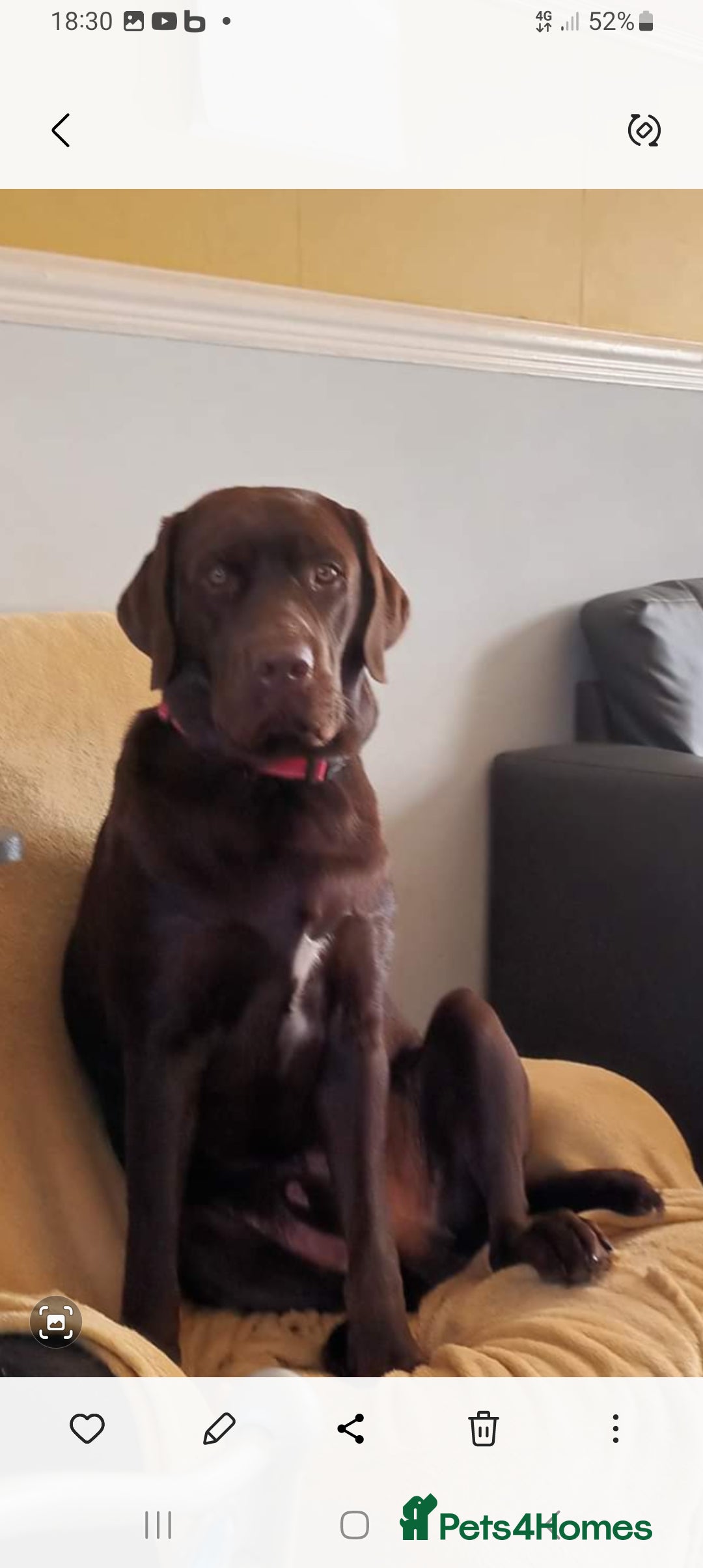 Labrador Retriever dogs for sale: 8 labrador puppies  for sale - Image 2