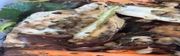 Snails invertebrates for sale: Jodatzi baby giant african land snails - Advert 2