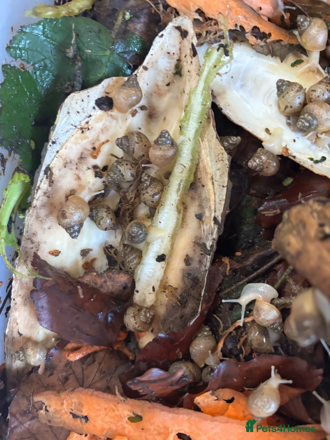 Snails invertebrates for sale: Jodatzi baby giant african land snails - Advert 2