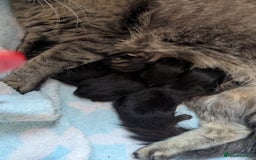 Mixed Breed cats for sale: Black FLUFFY kittens ❤️ - Image 9