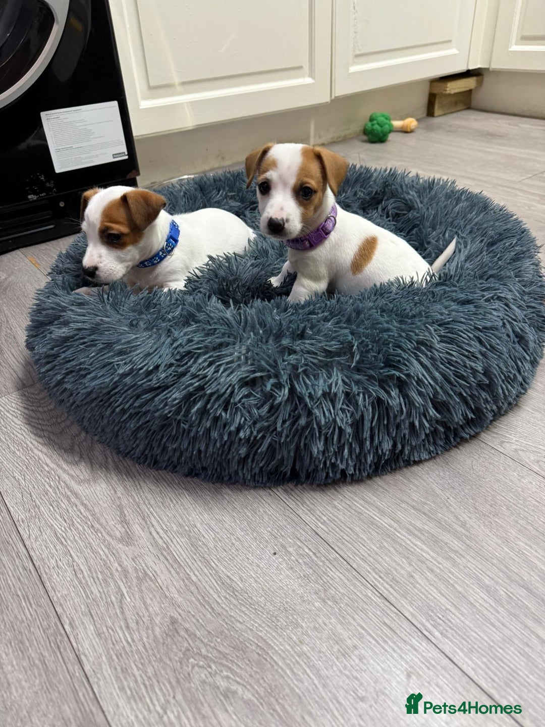 Jack Russell dogs for sale: 8 Week Old Jack Russel Puppies  - Advert 20
