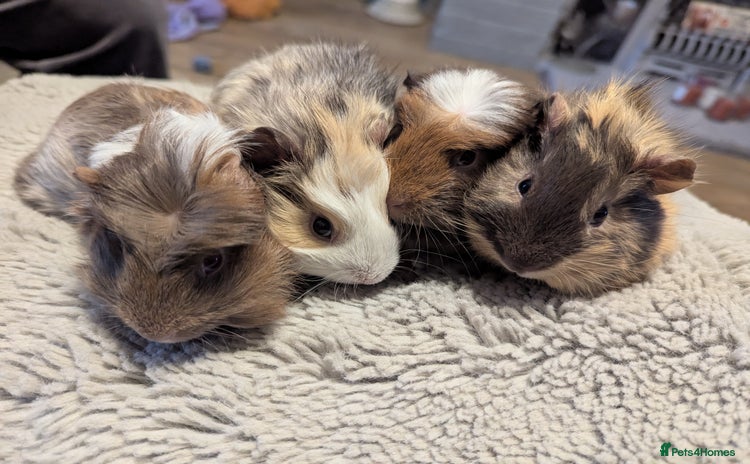 Guinea Pig rodents - Advert 1