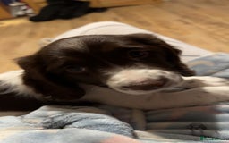 English Springer Spaniel dogs for sale: Working springer spaniel pup - Image 2
