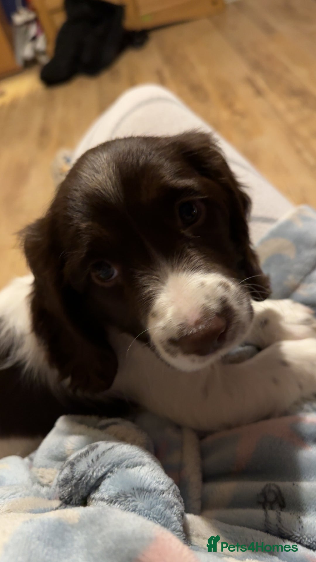 English Springer Spaniel dogs for sale: Working springer spaniel pup - Image 2