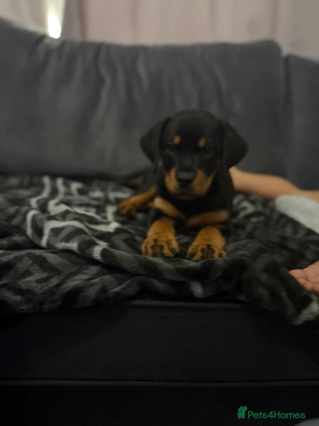 Rottweiler dogs for sale: Boy Rottweiler pup - Advert 2