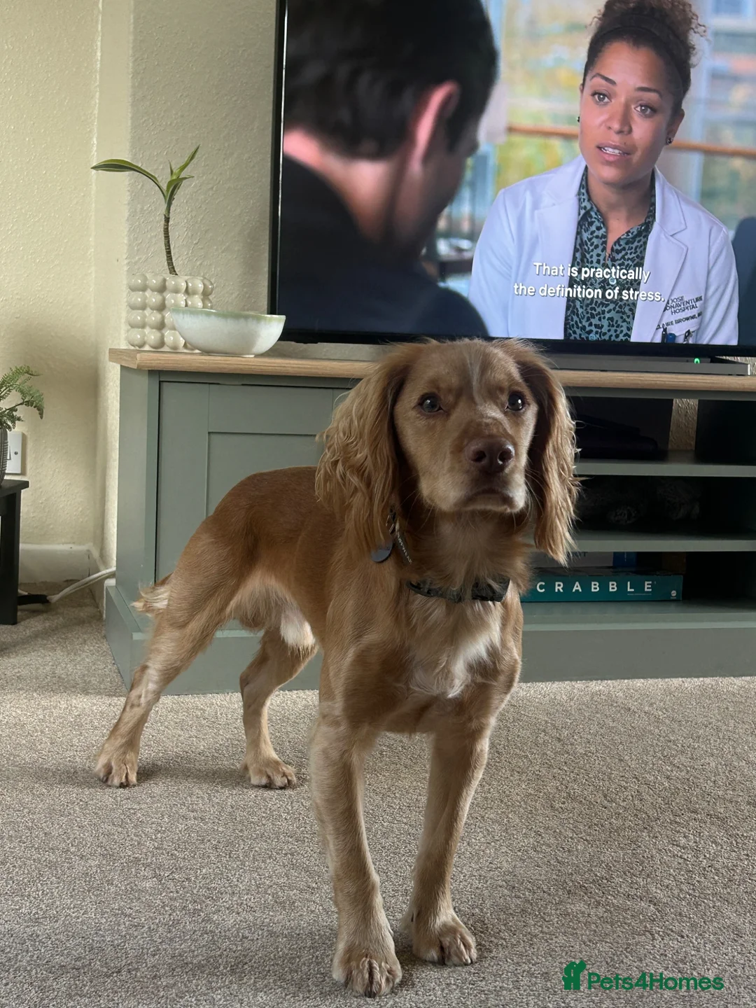 Cocker Spaniel dogs for stud: For stud - Otis-  - Advert 8