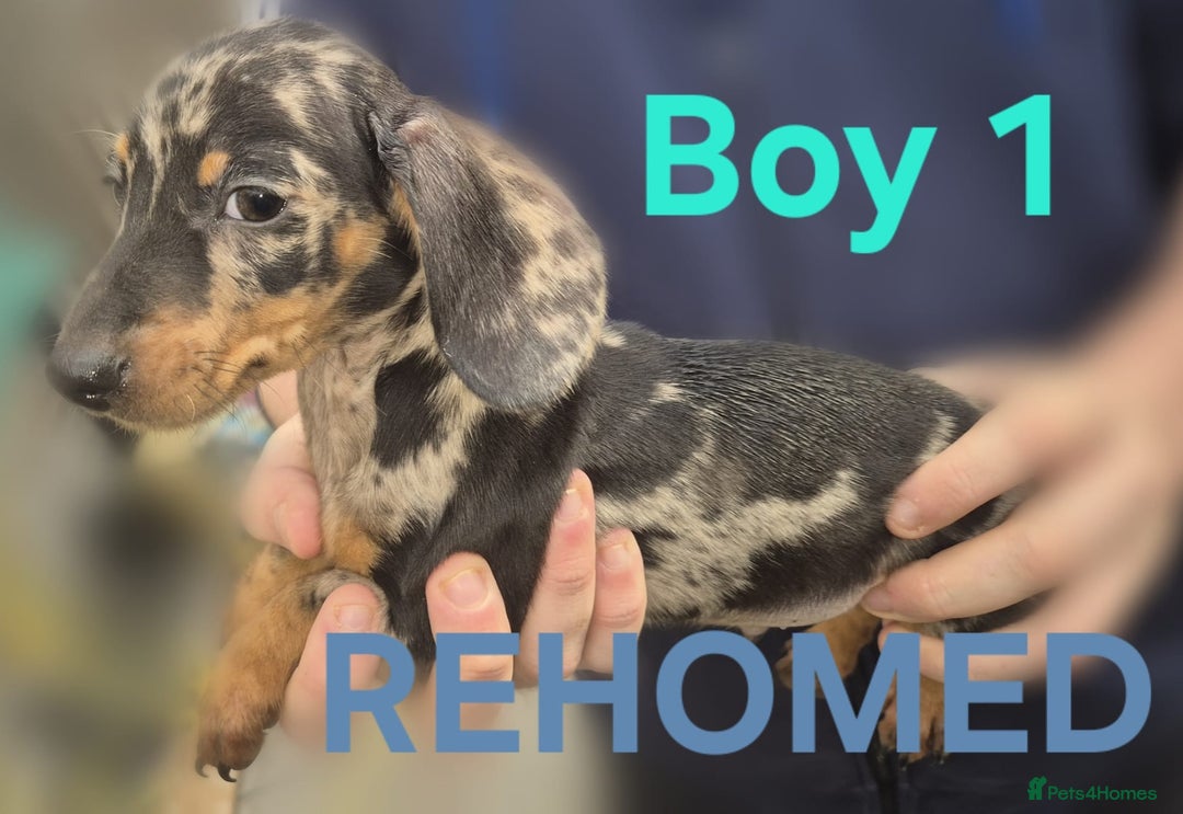 Miniature Dachshund dogs for sale: 2 Remaining! Miniature Dachshunds For Sale! - Advert 6