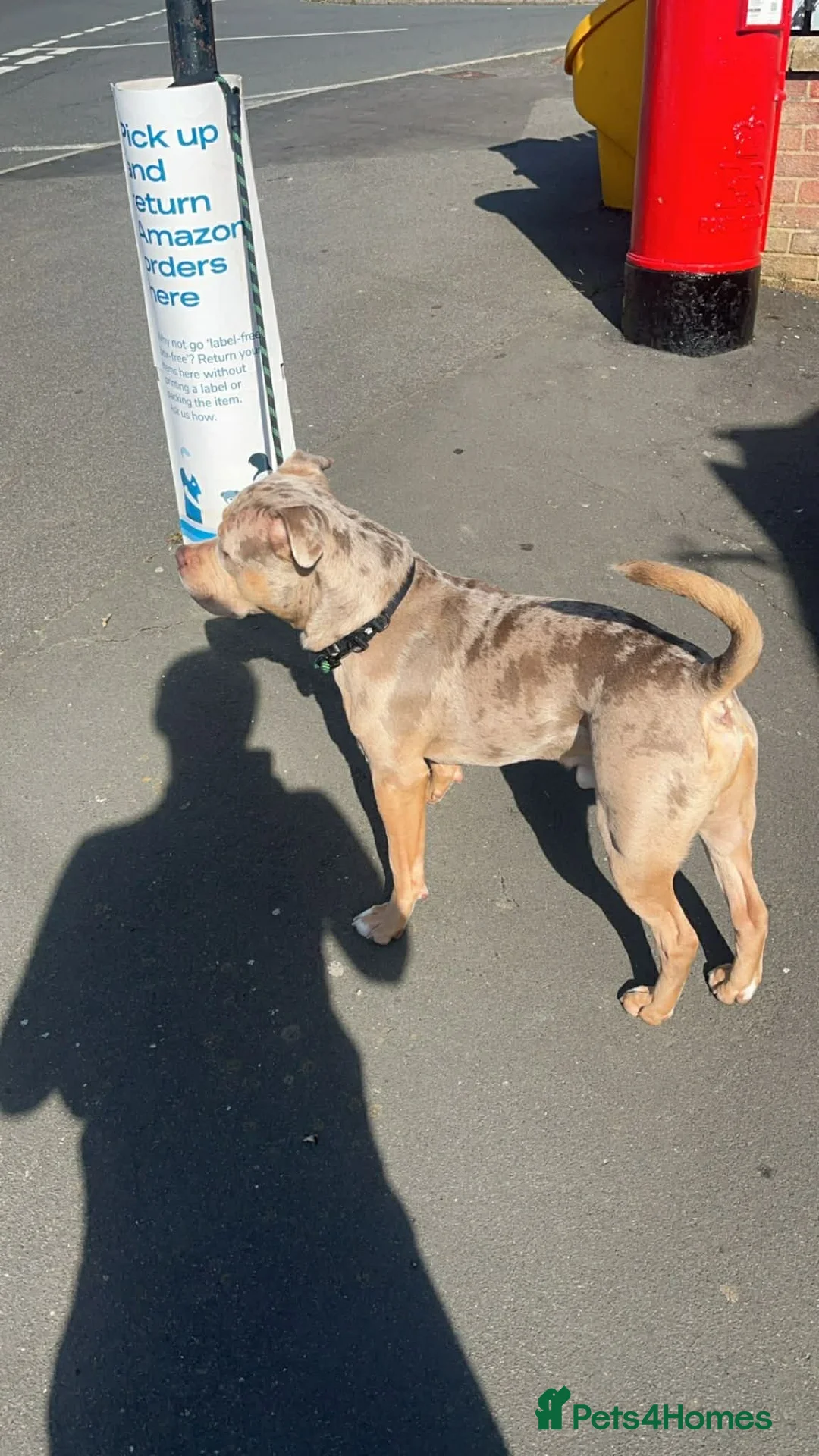 Mixed Breed dogs for sale: Ghost for rehome - Advert 1