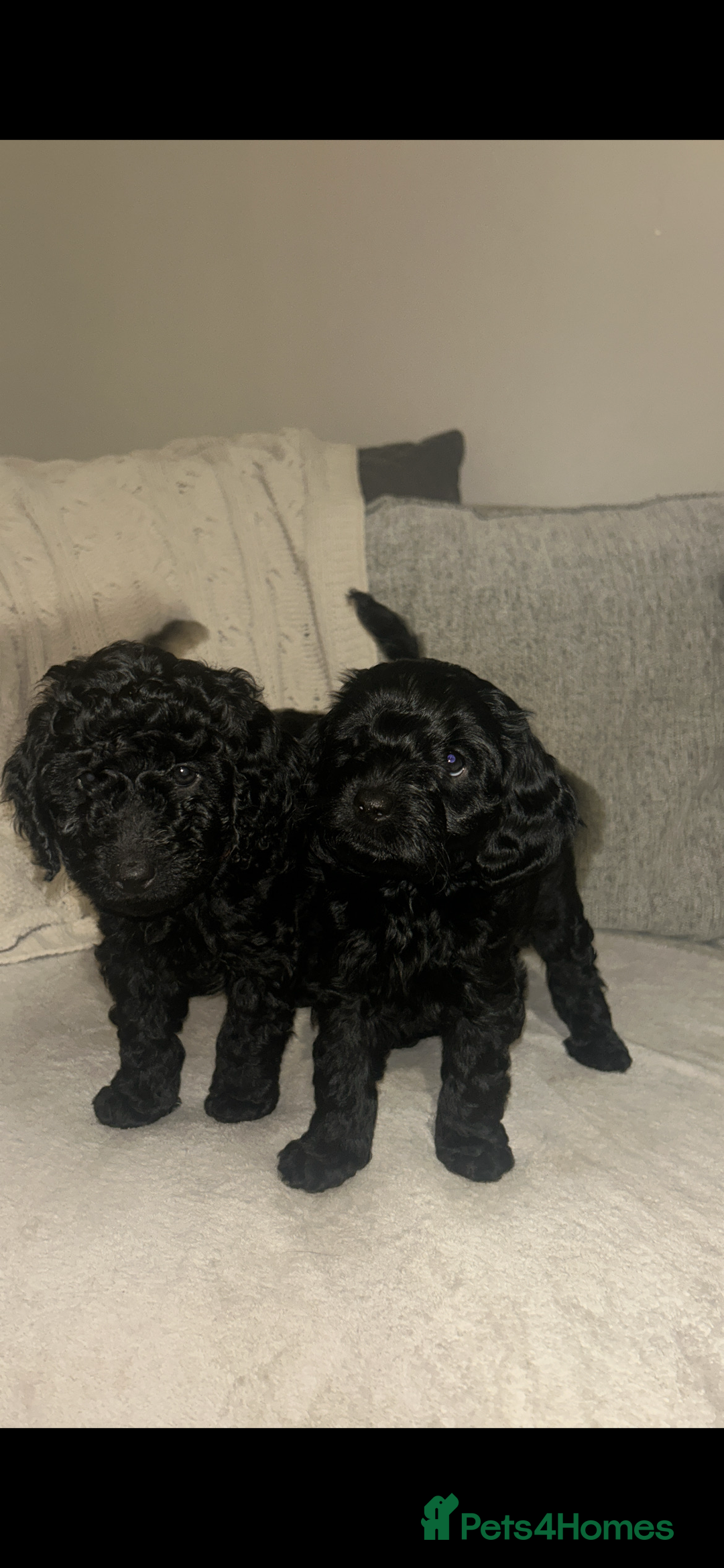 Cockapoo dogs for sale: Beautiful Cockapoo Puppies  - Advert 16
