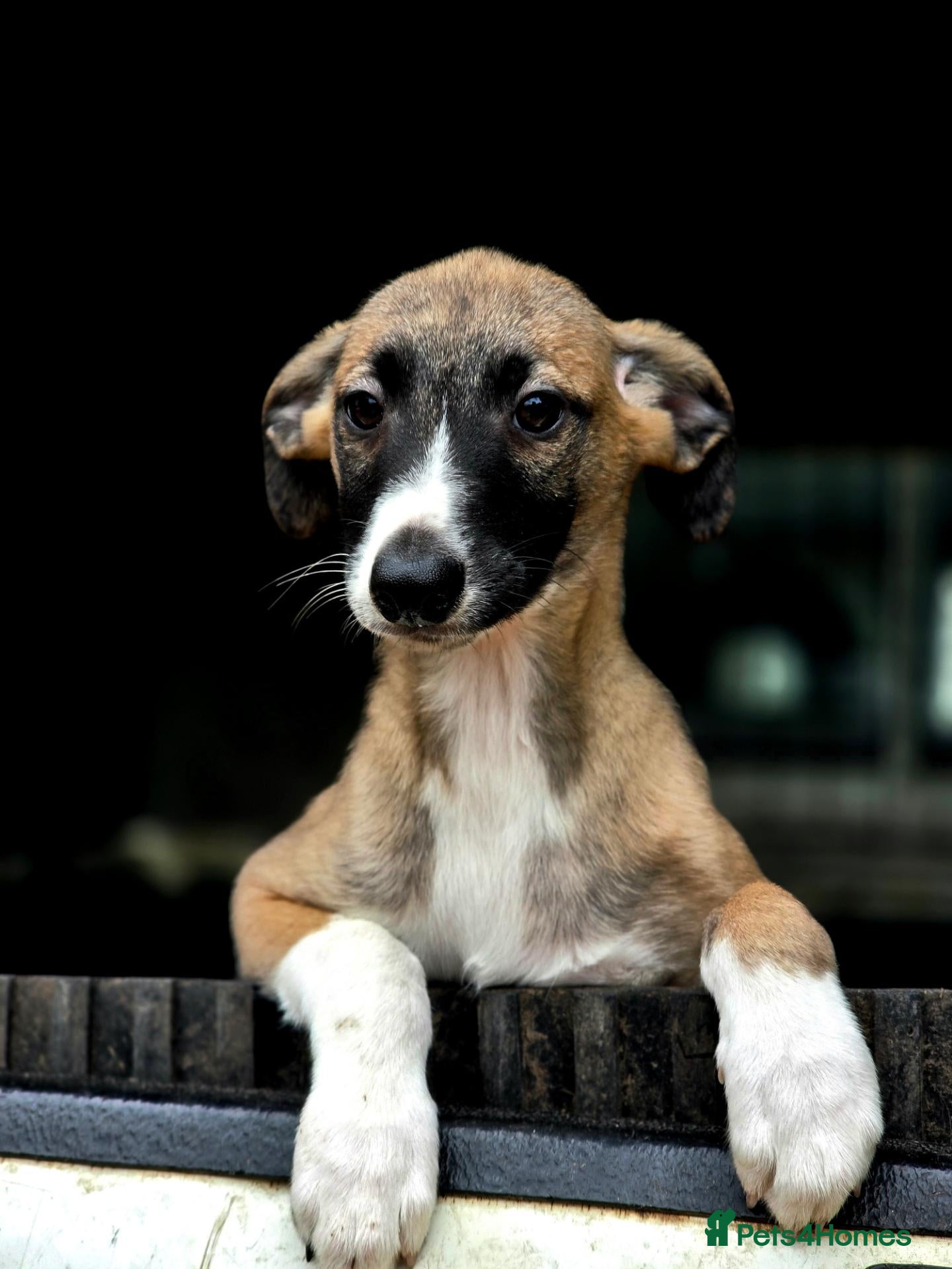 Mixed Breed dogs 3/4 whippet 1/4 border collie. Two available  - Advert 11