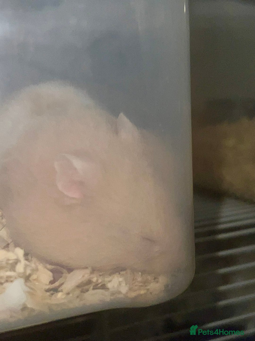 Hamster rodents for sale: 2 girls left Syrian hamsters  - Advert 7