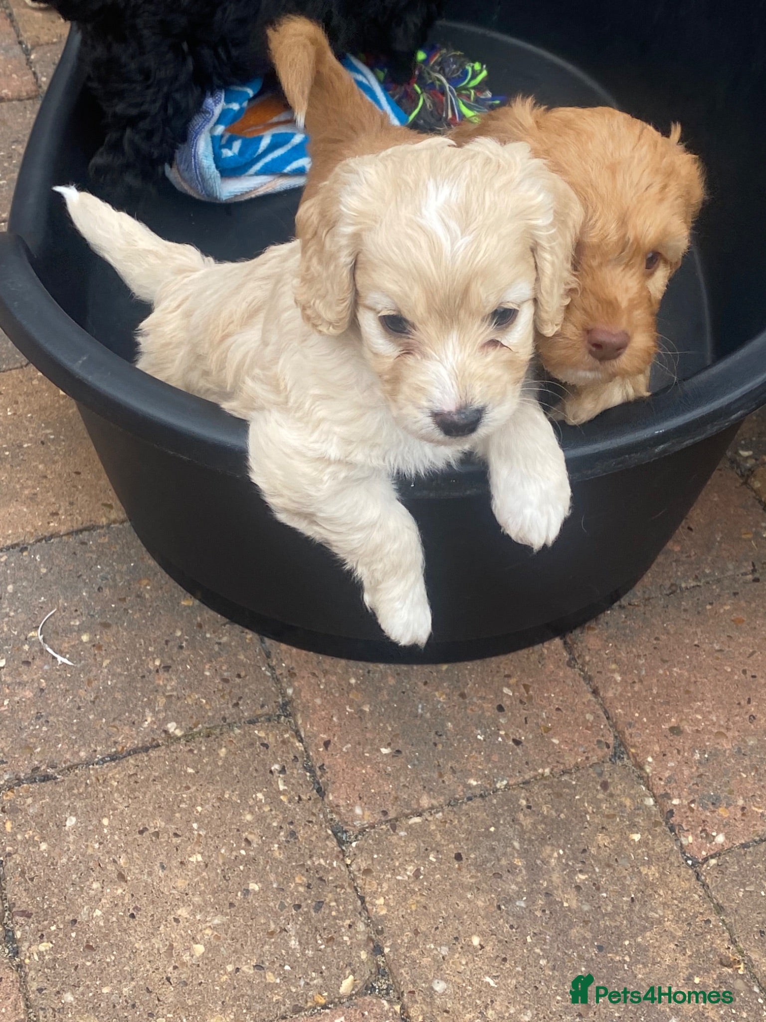 Cockapoo dogs Cockapoo puppies  - Advert 1