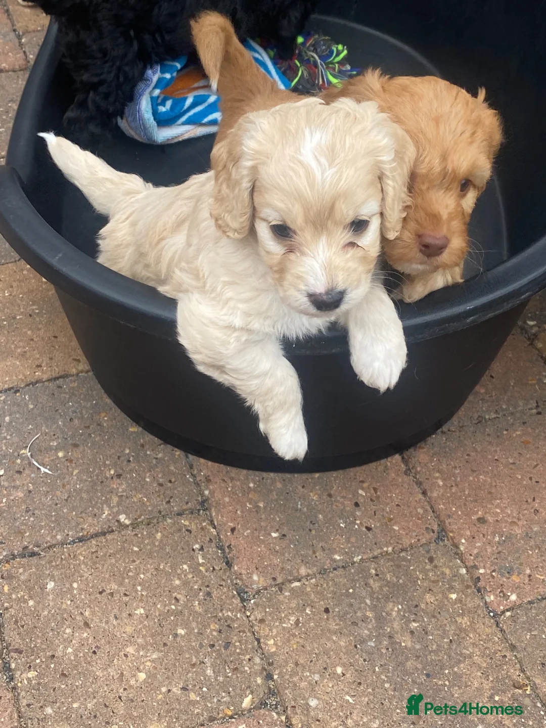 Cockapoo dogs for sale: Cockapoo puppies  - Advert 1