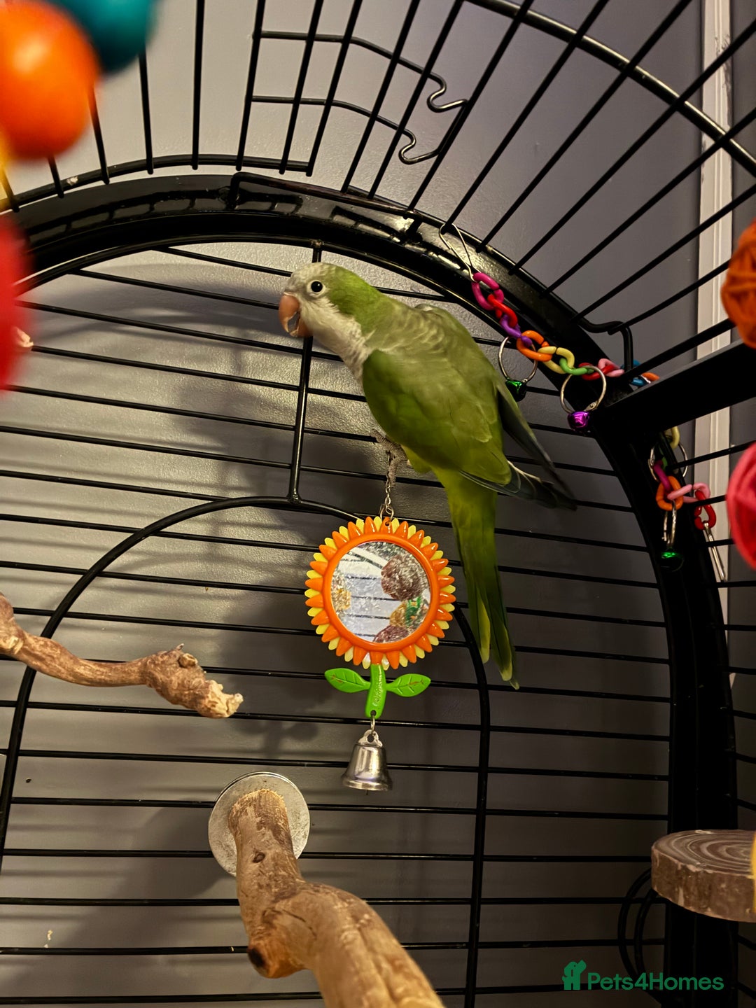 Parrots birds for sale: Quaker parrot  - Advert 2