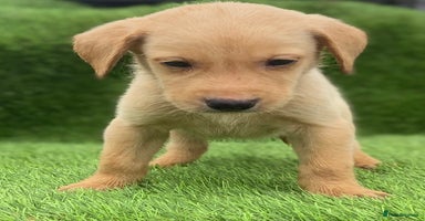 Labrador Retriever dogs - Advert 6