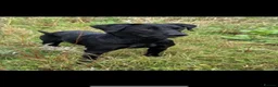 Labrador Retriever dogs for sale: Working bred lab puppies  in Ipswich - Advert 4