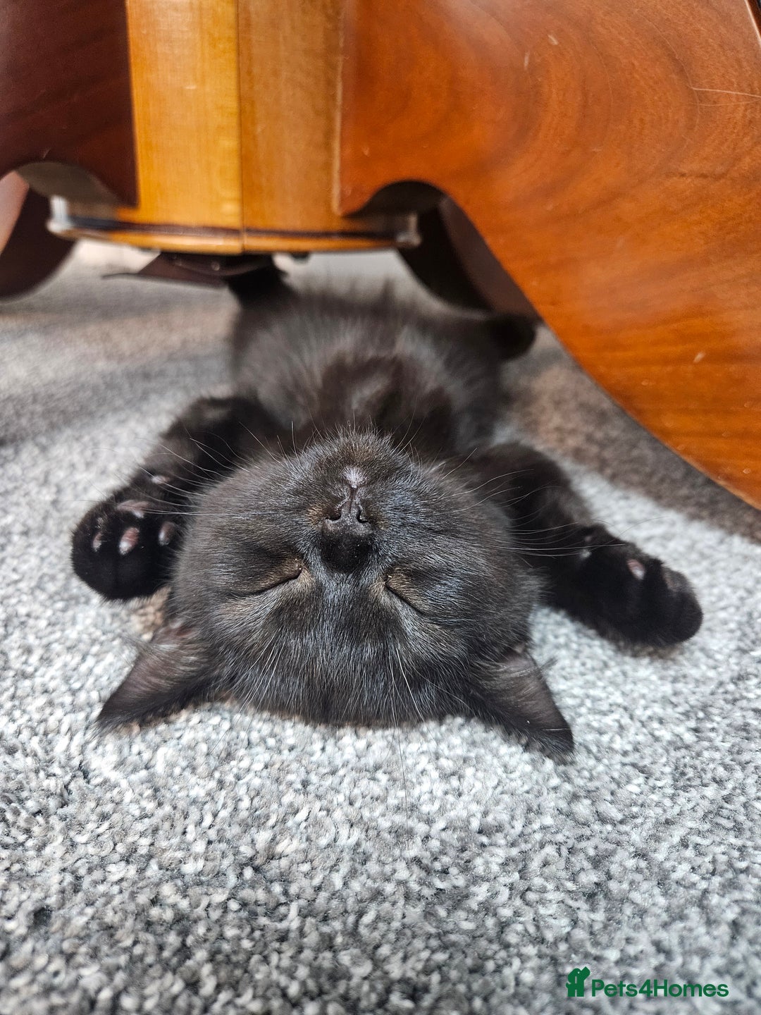 Scottish Fold cats for sale: Adorable Scottish fold Straight Ears Kittens - Image 36