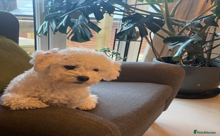 Maltese dogs - Advert 2