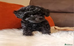 Cockapoo dogs for sale: Adorable best friend pups, sold fully vaccinated - Image 23