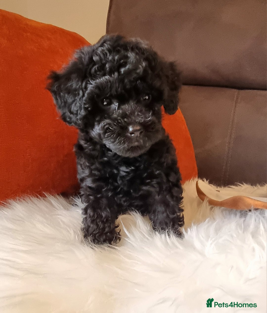 Cockapoo dogs for sale: Adorable best friend pups, sold fully vaccinated - Image 23
