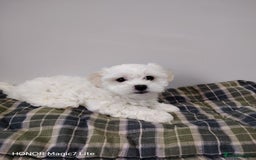 Maltese dogs for sale: Pure Maltese puppies❤️💙 - Image 5