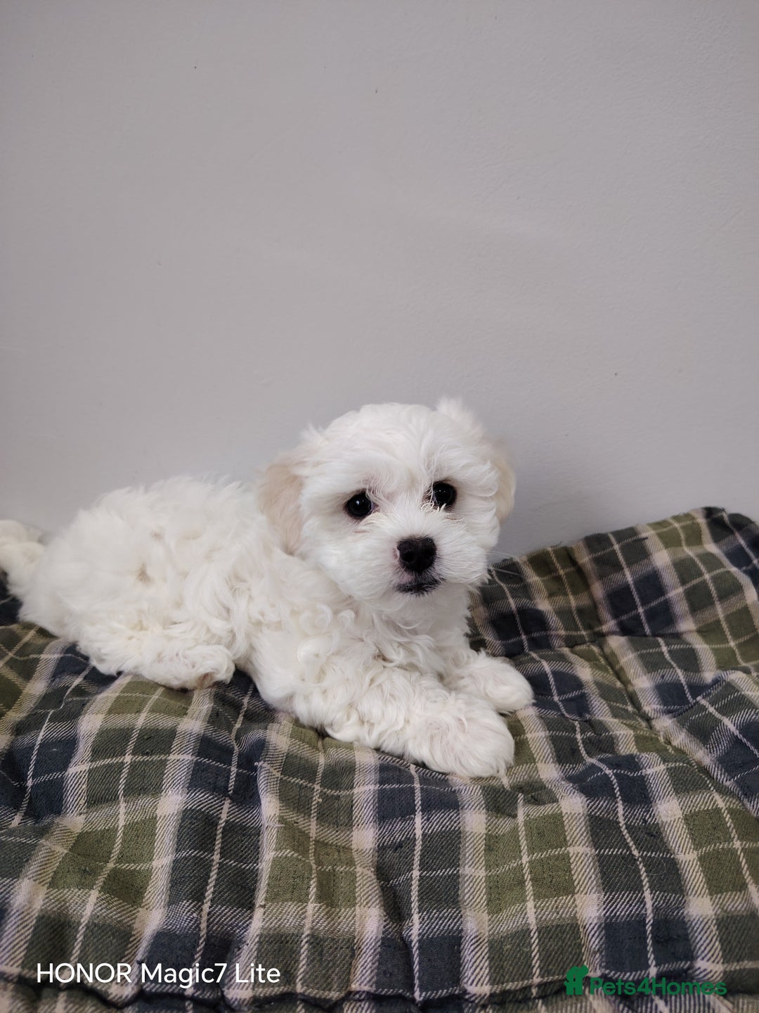 Maltese dogs for sale: Pure Maltese puppies❤️💙 - Image 5