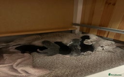 British Shorthair cats for sale: British short hair mixed kittens - Advert 14