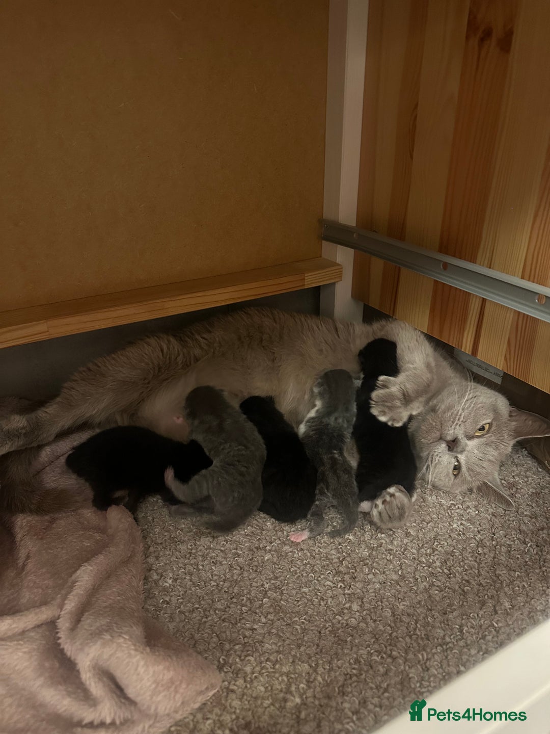 British Shorthair cats for sale: British short hair mixed kittens - Advert 14