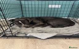 Mixed Breed dogs for sale: Bulldog x Staffie for rehoming.  - Image 24