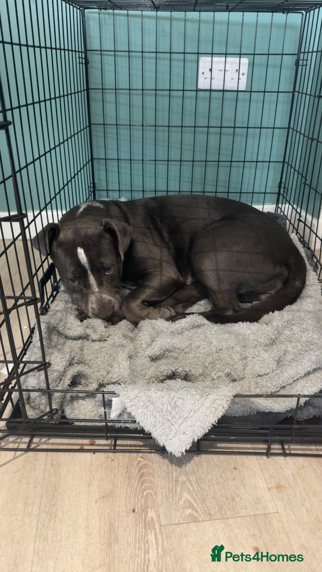 Mixed Breed dogs for sale: Bulldog x Staffie for rehoming.  - Image 24
