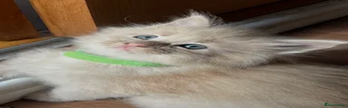 Maine Coon 4