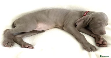 Weimaraner dogs - Advert 3